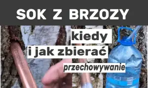 Jak i kiedy pozyskiwać sok z brzozy, aby uniknąć błędów w zbiorze