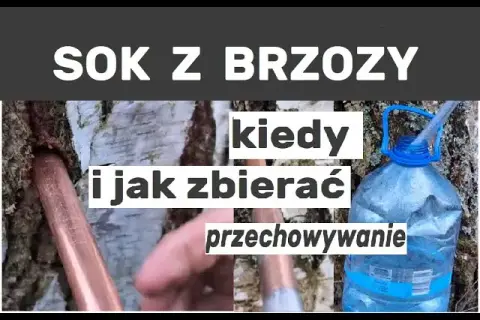 Jak i kiedy pozyskiwać sok z brzozy, aby uniknąć błędów w zbiorze