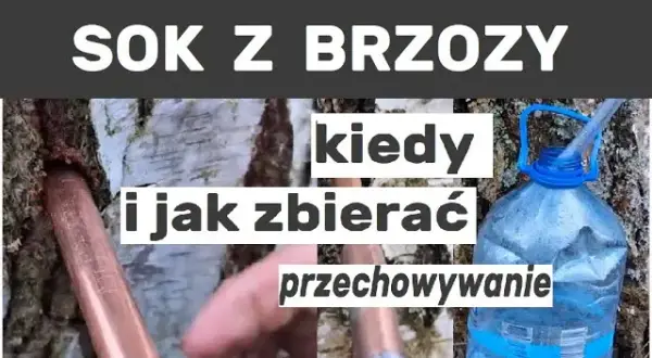 Jak i kiedy pozyskiwać sok z brzozy, aby uniknąć błędów w zbiorze